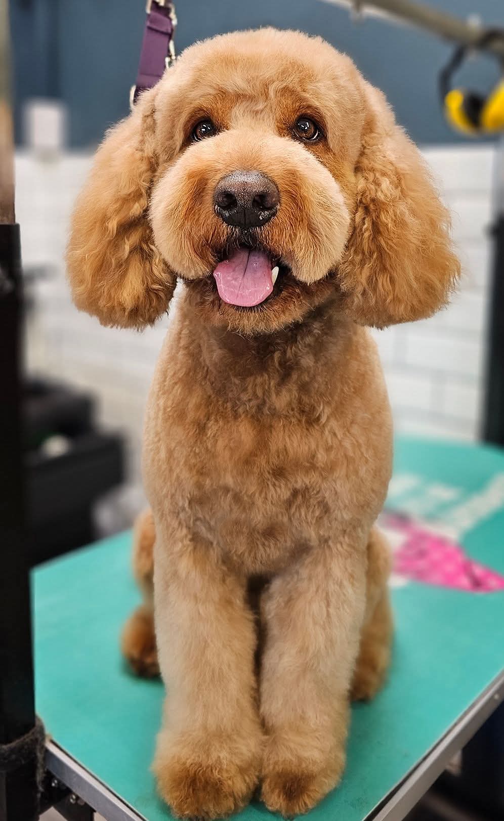 Doodle Coats - a guide to care