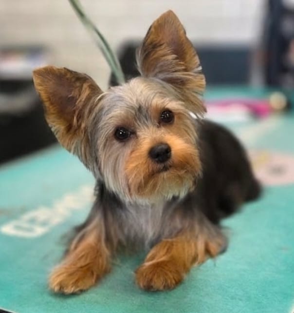 Setting Your Puppy Up for Success: