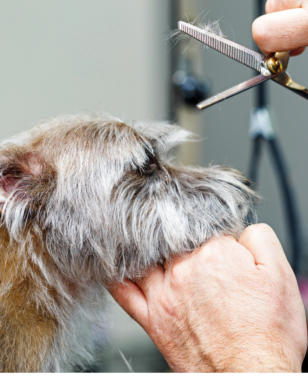 Should dog grooming be regulated?