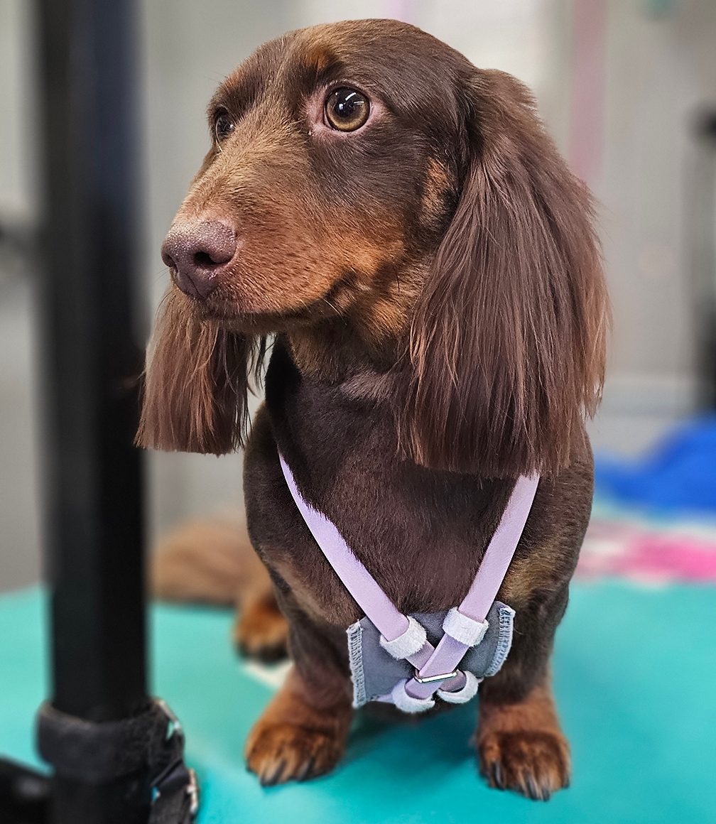 From anxious pups to senior companions, the right groomer doesn’t just shape coats—they shape experiences.